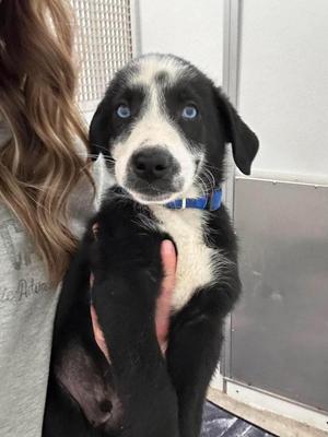 Donkey, Husky, puppy, available for adoption
