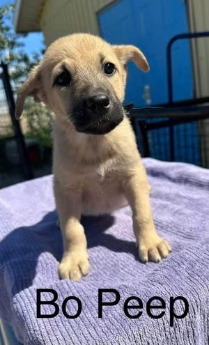Bo Peep, Shepherd, puppy, available for adoption