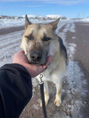 Ashley, Shepherd / Husky, young, available for adoption