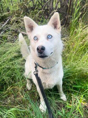 Dutchess, Husky, adult, available for adoption
