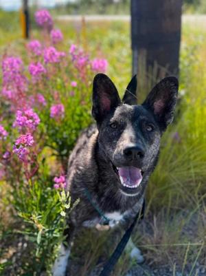 Mitzi, Husky, young, available for adoption
