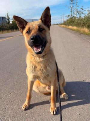 Otto, German Shepherd Dog, puppy, available for adoption