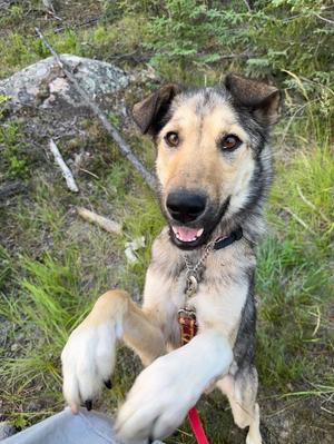 Binoo, Husky, young, available for adoption