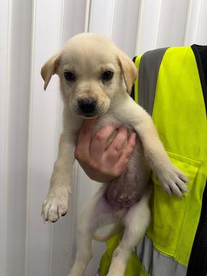 Forest, Husky / Labrador Retriever, puppy, available for adoption