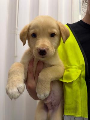 Finlayson, Husky / Labrador Retriever, puppy, available for adoption