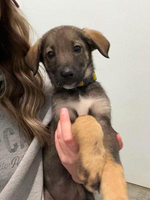 Fiona, Husky, puppy, available for adoption