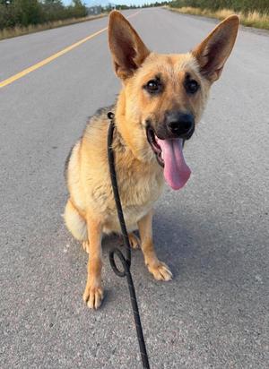A German Shepherd dog sitting on a road, panting with its tongue out, wearing a black leash.
