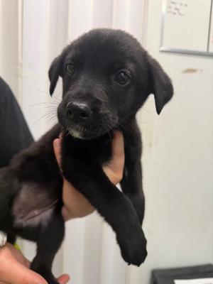 Niven, Husky / Labrador Retriever, puppy, available for adoption