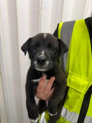 Bromley, Husky / Labrador Retriever, puppy, available for adoption