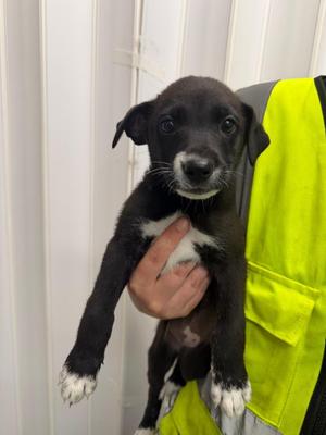 Harriet, Husky / Labrador Retriever, puppy, available for adoption