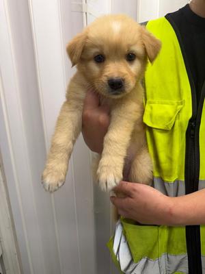 Arden, Husky / Labrador Retriever, puppy, available for adoption