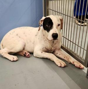 Maggie, American Bully, young, available for adoption