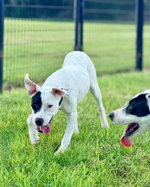 Maggie, American Bully, young, available for adoption