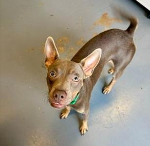 A brown dog with large ears and a green collar looking up at the camera.