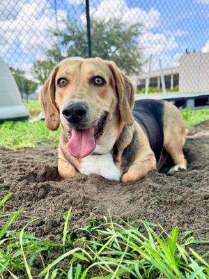 Bella, Beagle / German Shepherd Dog, adult, available for adoption