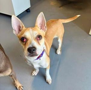 A small brown and white dog with large ears and a purple collar, standing on a gray floor.