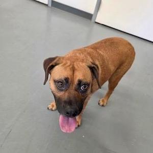 A brown dog with a black muzzle looking up at the camera with its tongue hanging out.