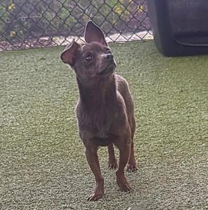 A small brown dog standing on a green artificial turf surface, looking up with its ears perked up.