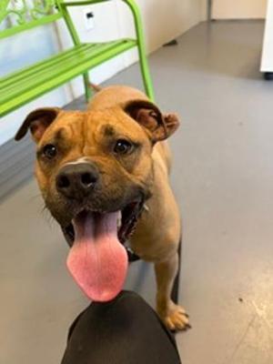 Viper, Boxer, adult, available for adoption