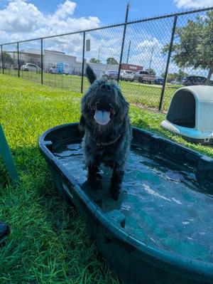 Mia, Terrier, adult, available for adoption
