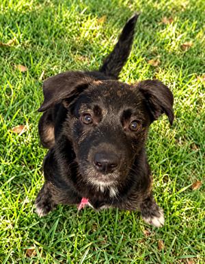Haruhi, Rottweiler / Australian Shepherd, puppy, available for adoption