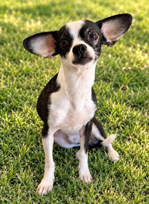 Loki, Chihuahua, young, available for adoption