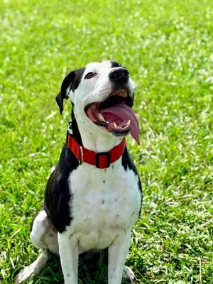 Bruno, American Bulldog, adult, available for adoption