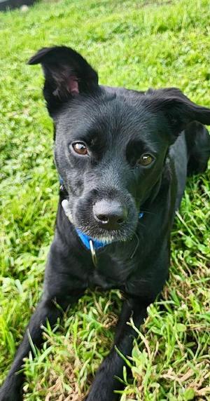 Marceline, Rottweiler / Australian Shepherd, adult, available for adoption