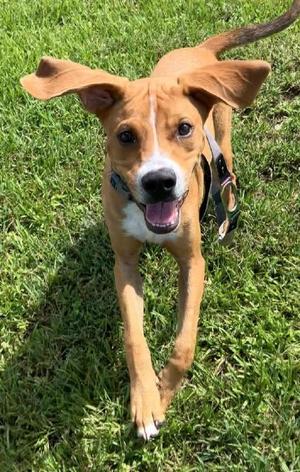 Chance, Hound, puppy, available for adoption