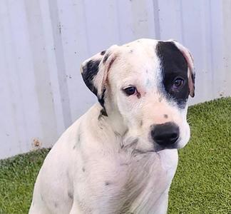 Beau, American Bully, young, available for adoption