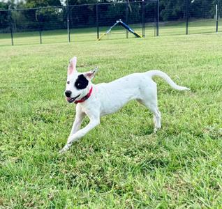 Beau, American Bully, young, available for adoption