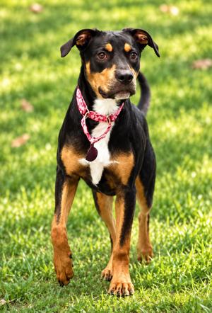 Willow, Mountain Cur, puppy, available for adoption
