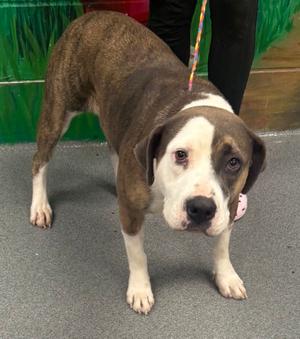 61496140, American Pit Bull Terrier Mix, adult, available for adoption