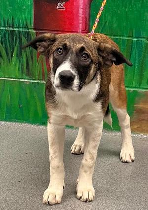 61058644, German Shepherd Dog Mix, young, available for adoption