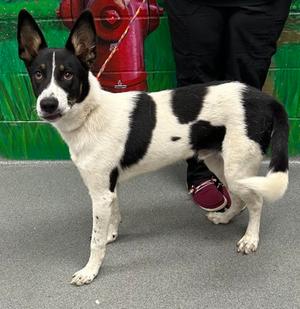 61802978, Mixed Breed, young, available for adoption