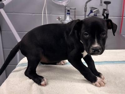 61619567, Pit Bull Terrier Mix, puppy, available for adoption
