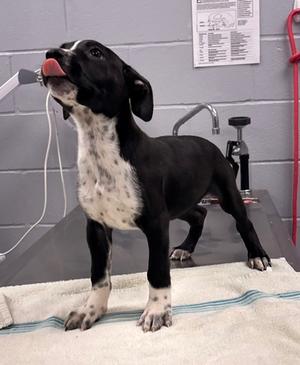 61619554, Pit Bull Terrier Mix, puppy, available for adoption