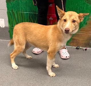 61383158, German Shepherd Dog Mix, puppy, available for adoption