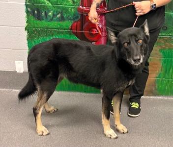 61205727, German Shepherd Dog Mix, adult, available for adoption