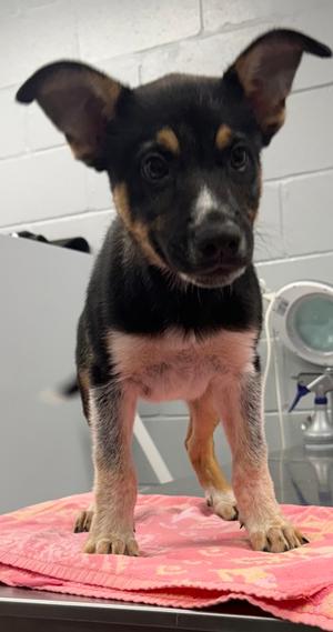 61244537, German Shepherd Dog and Australian Cattle Dog, puppy, available for adoption
