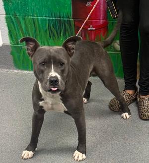 61196714, Pit Bull Terrier Mix, adult, available for adoption