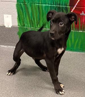 61213405, Pit Bull Terrier Mix, puppy, available for adoption