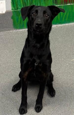 61245319, Golden Retriever Mix, young, available for adoption