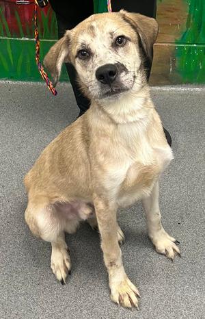 61103765, German Shepherd Dog Mix, young, available for adoption