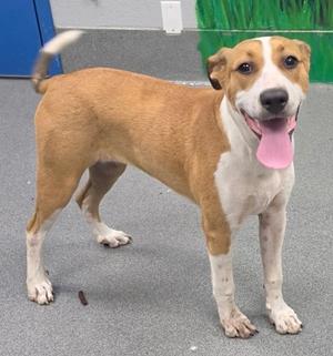 61241901, Terrier Mix, young, available for adoption