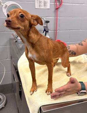 61862220, Chihuahua - Smooth Coated Mix, adult, available for adoption