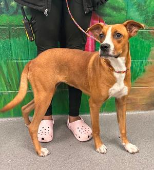 61663087, American Pit Bull Terrier Mix, adult, available for adoption