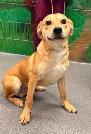 60976987, Golden Retriever Mix, puppy, available for adoption