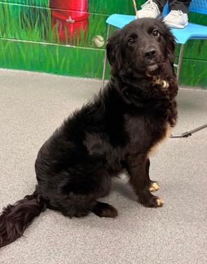 61486102, Border Collie Mix, adult, available for adoption