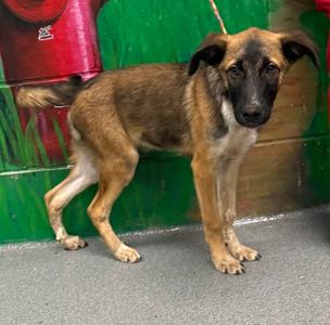 61604256, German Shepherd Dog Mix, puppy, available for adoption